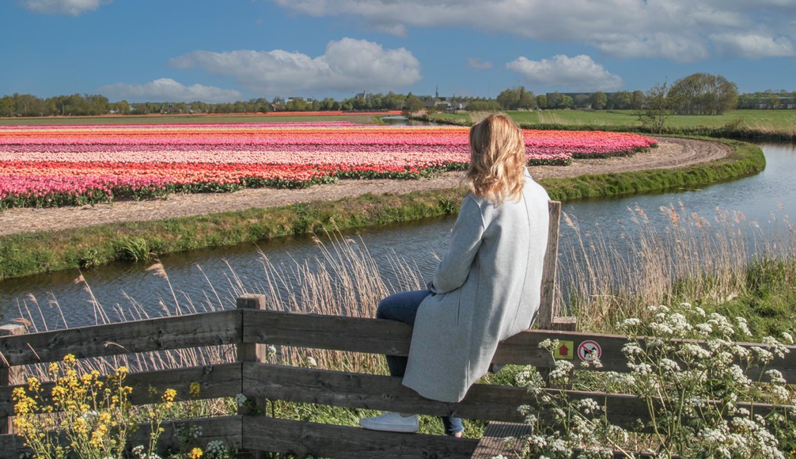Dutch Flower Export Companies Best Flower Site